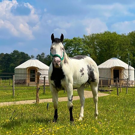 Magnolia Hoeve - Unieke Bestemming Voor Paardenliefhebbers En Bijzondere Overnachtingen In De Natuur Ledeacker Экстерьер фото