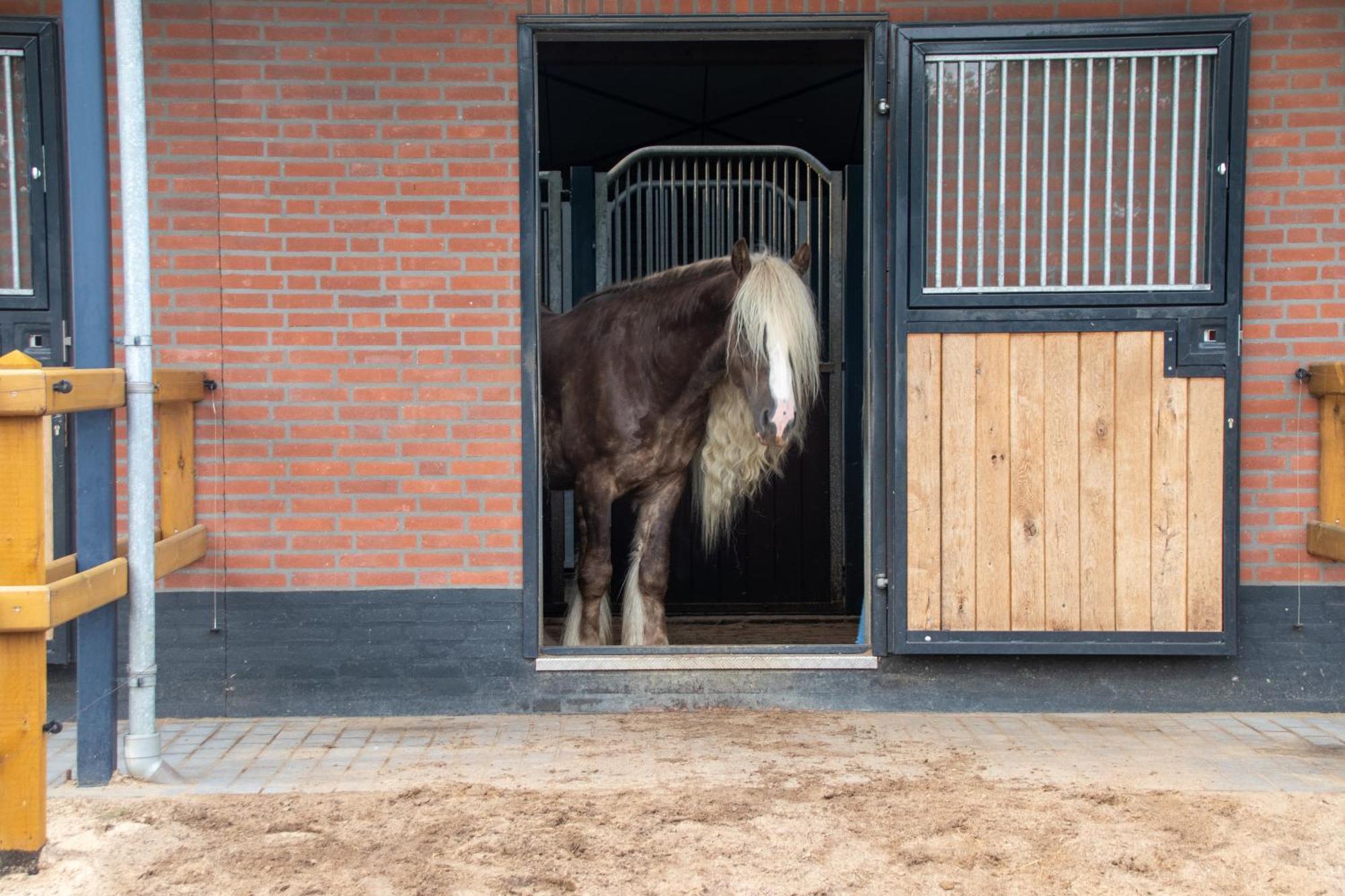 Magnolia Hoeve - Unieke Bestemming Voor Paardenliefhebbers En Bijzondere Overnachtingen In De Natuur Ledeacker Экстерьер фото